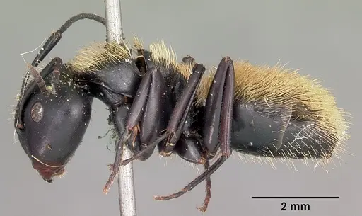 Camponotus darwinii specimen CASENT0104626 image casent0104626_3