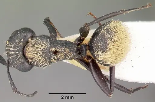 Camponotus darwinii specimen CASENT0104627 image casent0104627_1