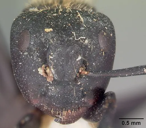 Camponotus darwinii specimen CASENT0104627 image casent0104627_2