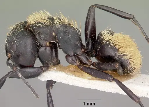Camponotus darwinii specimen CASENT0104627 image casent0104627_3