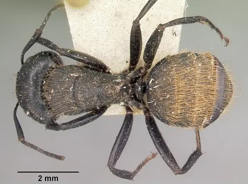 Camponotus darwinii specimen CASENT0104628 image casent0104628_1