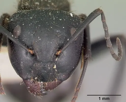 Camponotus darwinii specimen CASENT0104628 image casent0104628_2