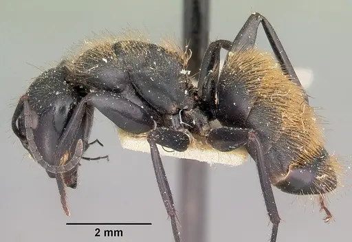 Camponotus darwinii specimen CASENT0104628 image casent0104628_3