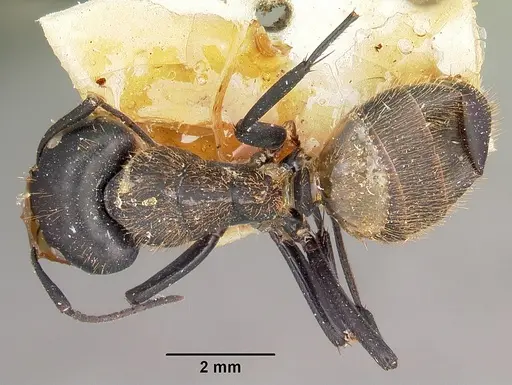 Camponotus darwinii specimen CASENT0104629 image casent0104629_1