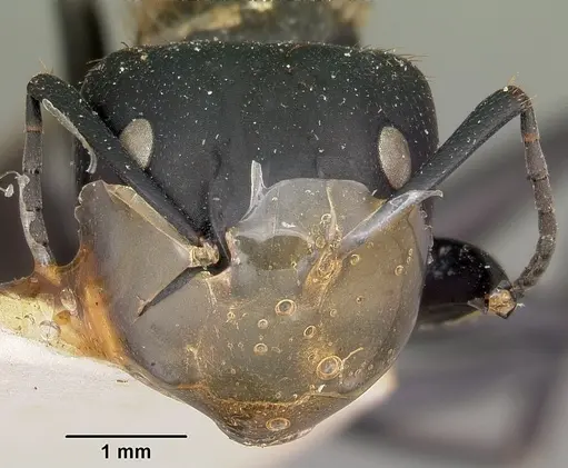 Camponotus darwinii specimen CASENT0104629 image casent0104629_2