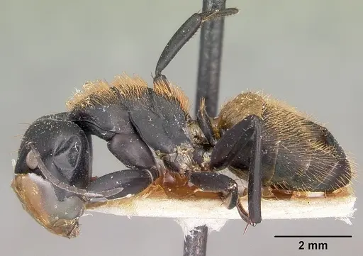 Camponotus darwinii specimen CASENT0104629 image casent0104629_3