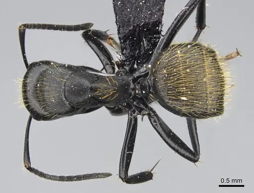 Camponotus darwinii specimen CASENT0118451 image casent0118451_1