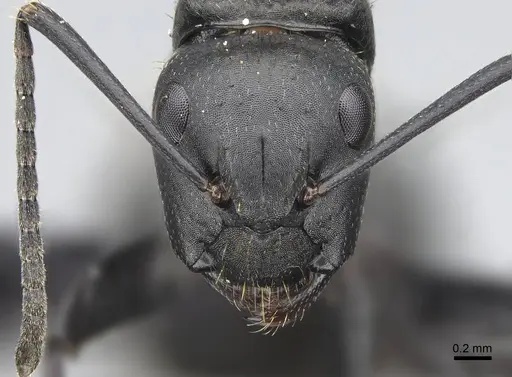 Camponotus darwinii specimen CASENT0118451 image casent0118451_2