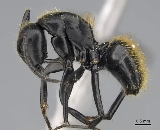 Camponotus darwinii specimen CASENT0118451 image casent0118451_3