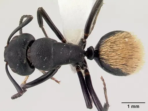 Camponotus darwinii specimen CASENT0179460 image casent0179460_1