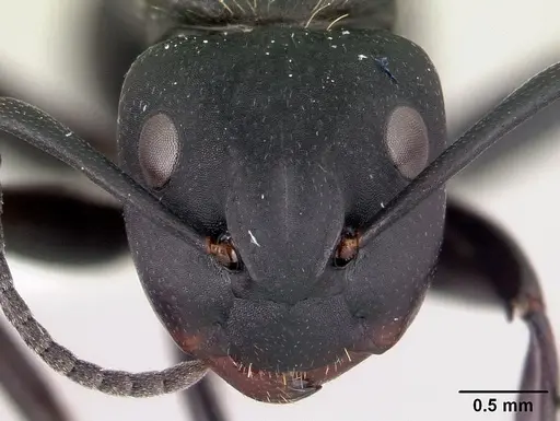Camponotus darwinii specimen CASENT0179460 image casent0179460_2