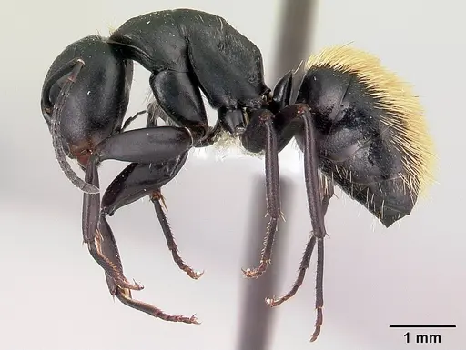 Camponotus darwinii specimen CASENT0179460 image casent0179460_3