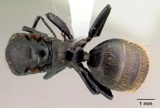 Camponotus darwinii specimen CASENT0191694 image casent0191694_1