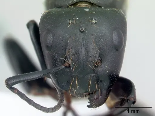Camponotus darwinii specimen CASENT0191694 image casent0191694_2