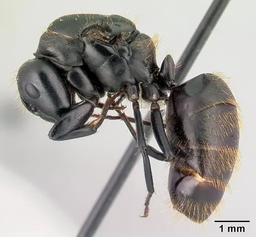 Camponotus darwinii specimen CASENT0191694 image casent0191694_3