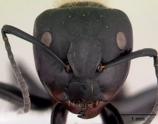 Camponotus darwinii specimen CASENT0191696 image casent0191696_2