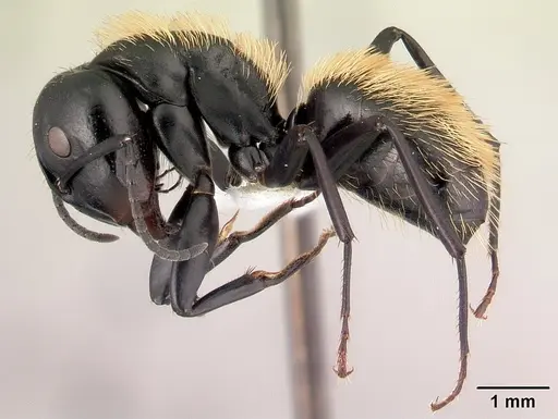 Camponotus darwinii specimen CASENT0191696 image casent0191696_3