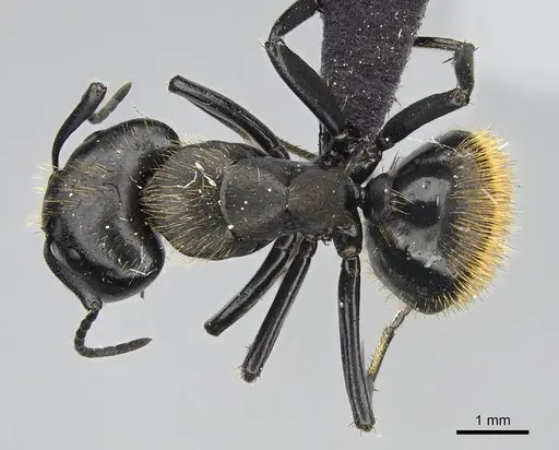 Camponotus darwinii specimen CASENT0923156 image casent0923156_1