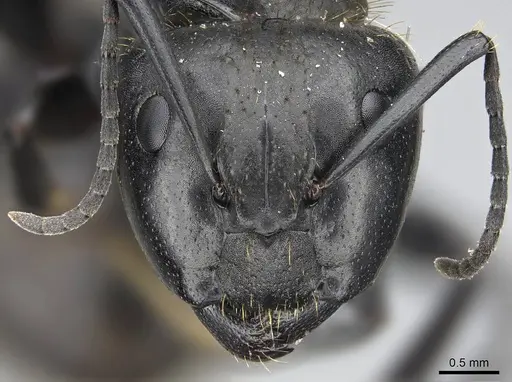 Camponotus darwinii specimen CASENT0923156 image casent0923156_2