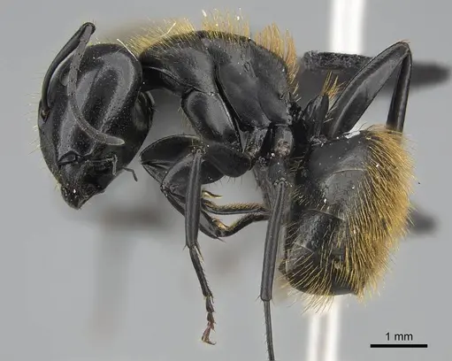 Camponotus darwinii specimen CASENT0923156 image casent0923156_3