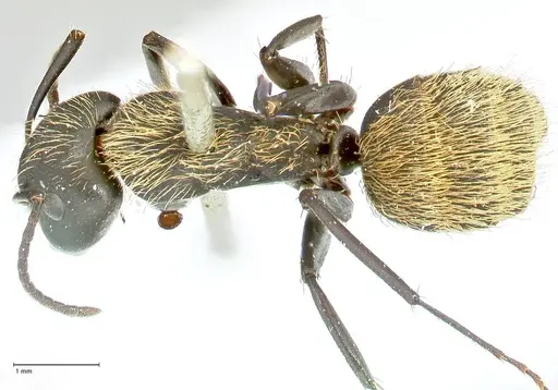 Camponotus darwinii specimen FOCOL2468 image focol2468_1