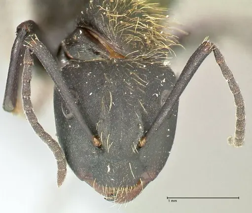 Camponotus darwinii specimen FOCOL2468 image focol2468_2