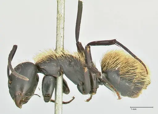 Camponotus darwinii specimen FOCOL2468 image focol2468_3