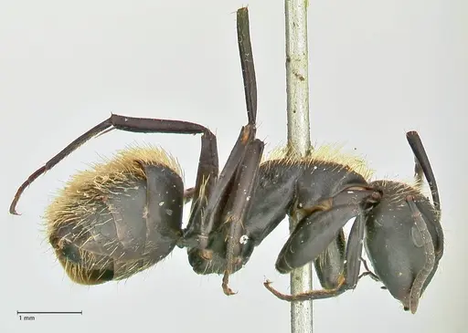 Camponotus darwinii specimen FOCOL2468 image focol2468_4