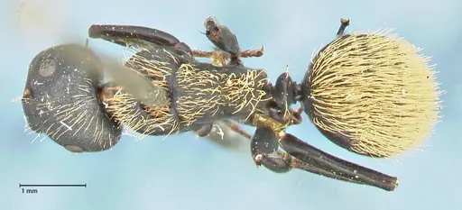 Camponotus darwinii specimen FOCOL2469 image focol2469_1
