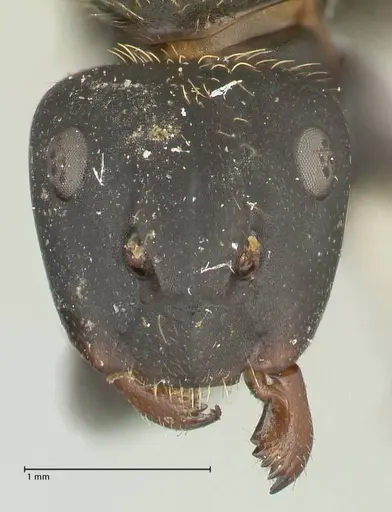 Camponotus darwinii specimen FOCOL2469 image focol2469_2
