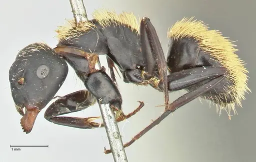 Camponotus darwinii specimen FOCOL2469 image focol2469_3