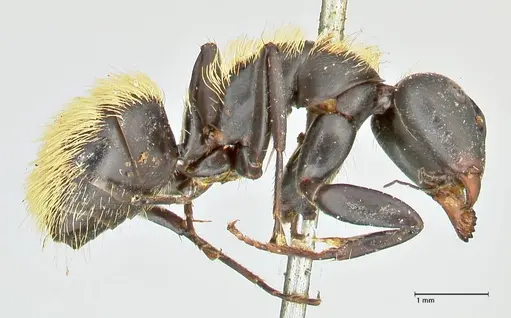 Camponotus darwinii specimen FOCOL2469 image focol2469_4