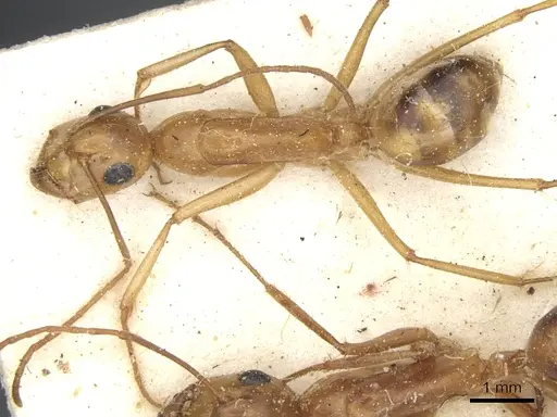 Camponotus debellator specimen CASENT0903496 image casent0903496_1