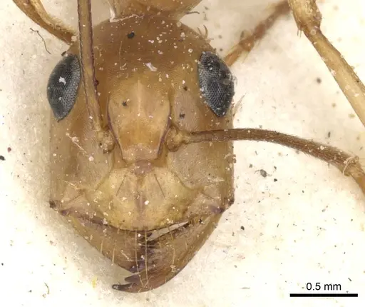 Camponotus debellator specimen CASENT0903496 image casent0903496_2