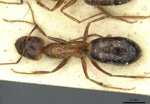Camponotus debellator specimen CASENT0911708 image casent0911708_1