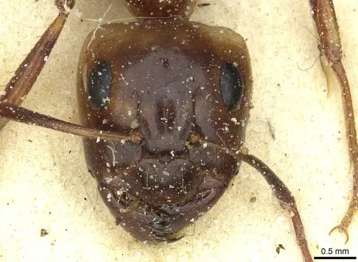 Camponotus debellator specimen CASENT0911708 image casent0911708_2