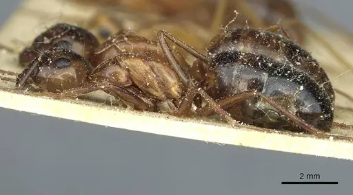 Camponotus debellator specimen CASENT0911708 image casent0911708_3