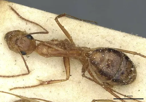 Camponotus debellator specimen CASENT0911709 image casent0911709_1