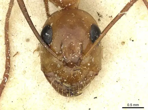 Camponotus debellator specimen CASENT0911709 image casent0911709_2