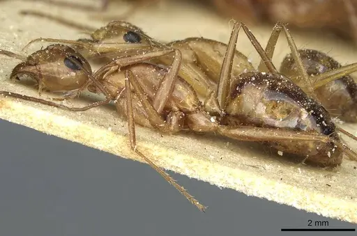 Camponotus debellator specimen CASENT0911709 image casent0911709_3