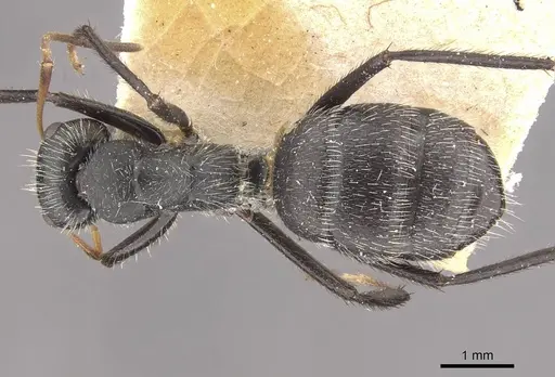 Camponotus decessor specimen CASENT0910750 image casent0910750_1