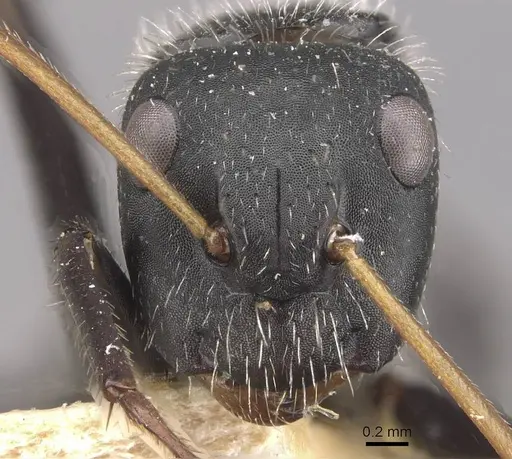 Camponotus decessor specimen CASENT0910750 image casent0910750_2