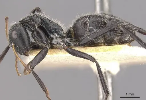 Camponotus decessor specimen CASENT0910750 image casent0910750_3