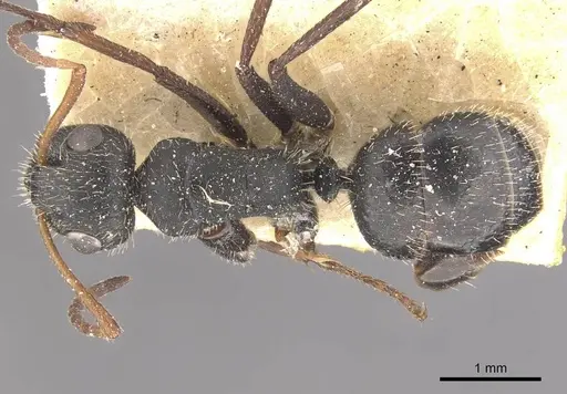 Camponotus decessor specimen CASENT0910751 image casent0910751_1