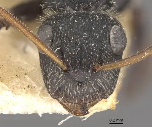 Camponotus decessor specimen CASENT0910751 image casent0910751_2