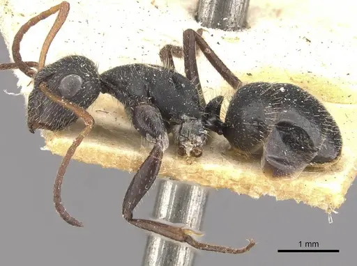 Camponotus decessor specimen CASENT0910751 image casent0910751_3