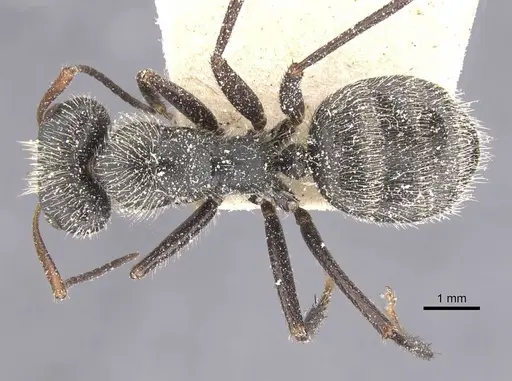 Camponotus decessor specimen CASENT0911745 image casent0911745_1