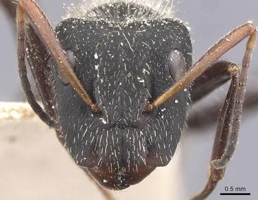 Camponotus decessor specimen CASENT0911745 image casent0911745_2