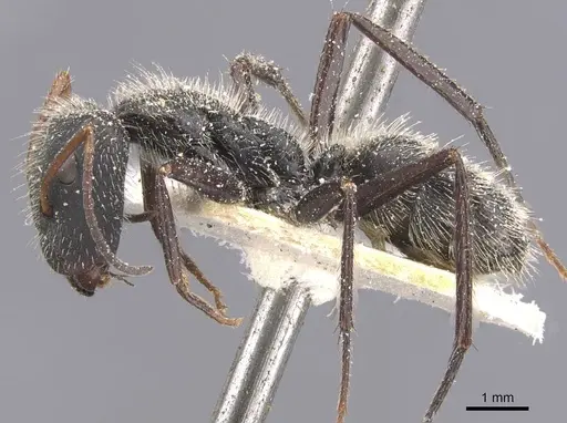Camponotus decessor specimen CASENT0911745 image casent0911745_3