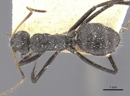 Camponotus decessor specimen CASENT0911746 image casent0911746_1